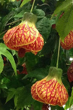 Abutilon 'Red Tiger' (Abutilon hybrid)