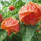 Abutilon 'Red Tiger' (Abutilon hybrid)