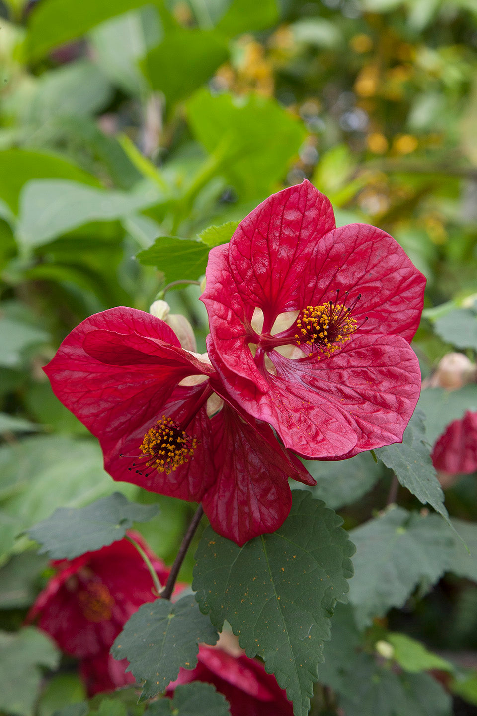 Abutilon ‘Red Glory’ (Abutilon hybrid)