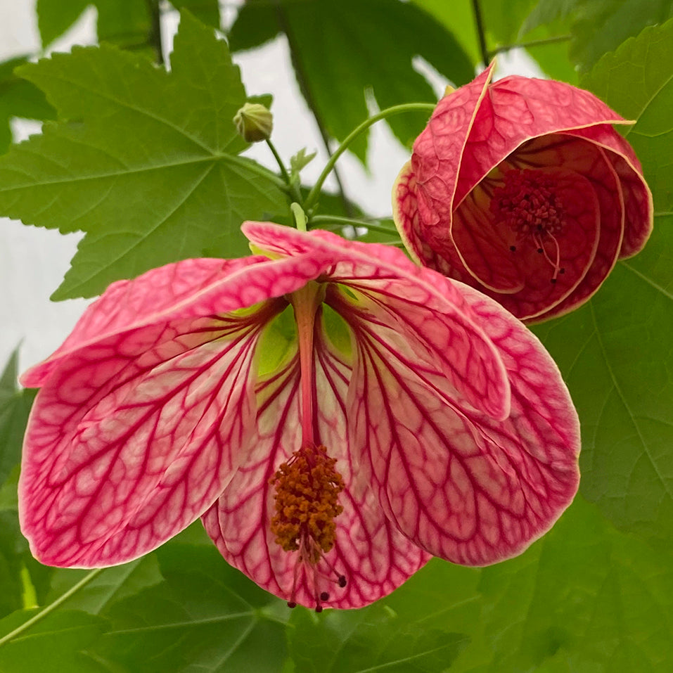 Abutilon ‘Tiger Lily’ (Abutilon hybrid)