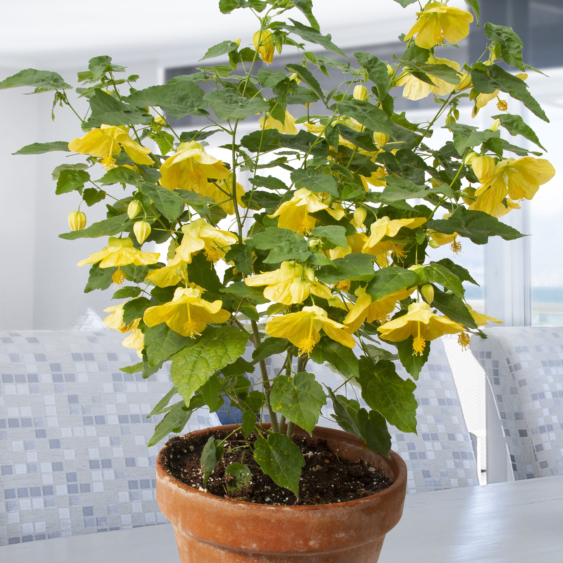 Abutilon ‘Little Sunshine’ (Abutilon hybrid)