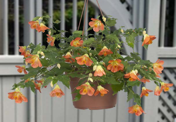 Abutilon ‘Miss Marmalade’ (Abutilon hybrid)