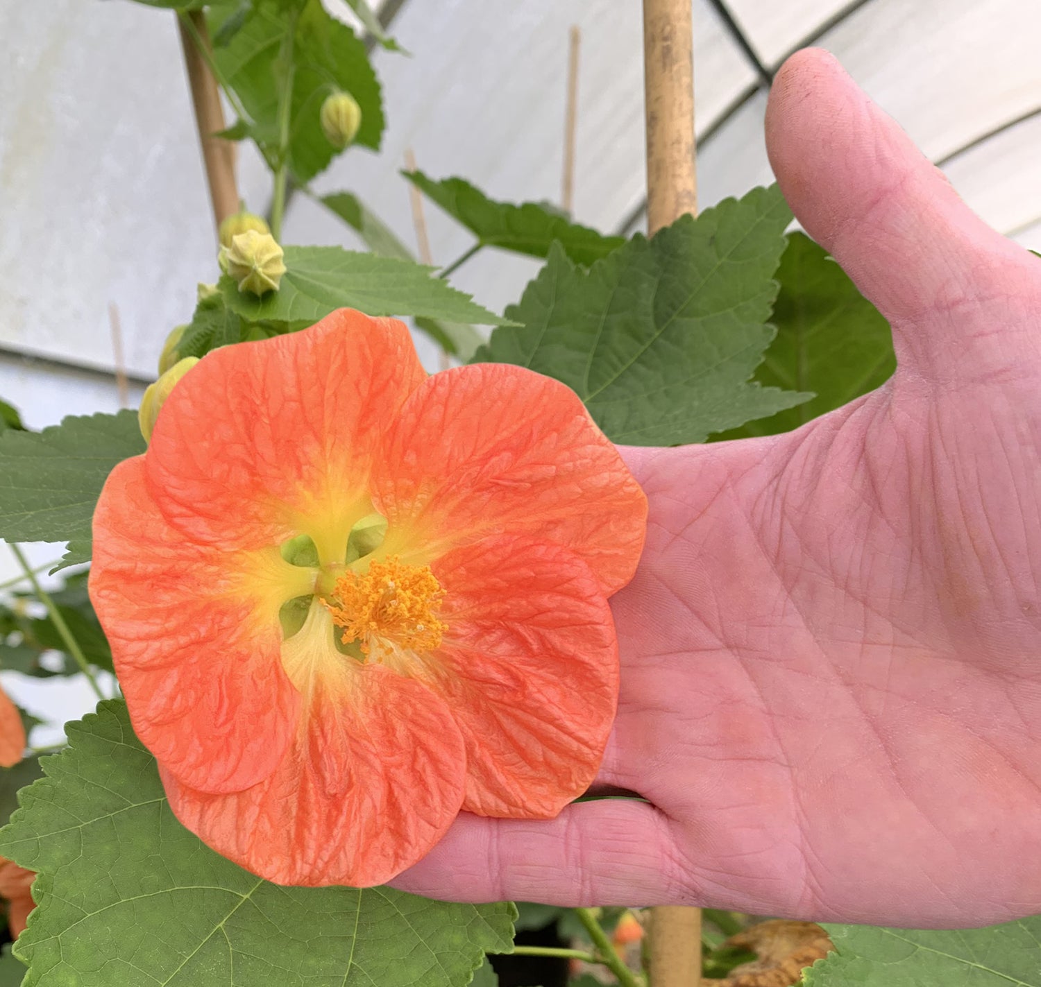 Abutilon 'Victor Reiter' For Sale – Logee's Plants