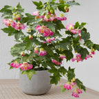 Abutilon ‘Pink Parasol’ (Abutilon hybrid)
