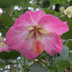 Abutilon ‘Pink Parasol’ (Abutilon hybrid)