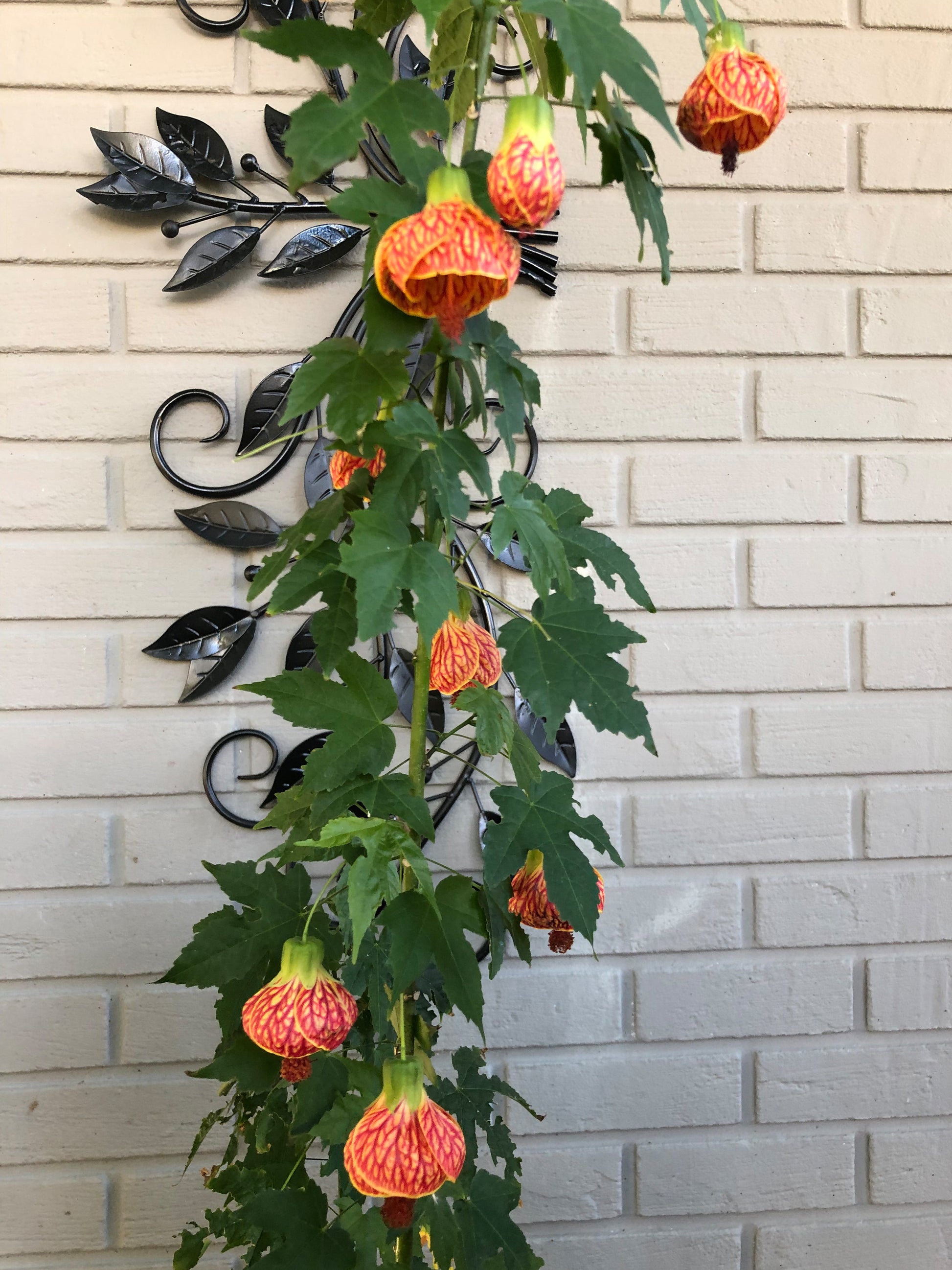 Abutilon 'Red Tiger' (Abutilon hybrid)