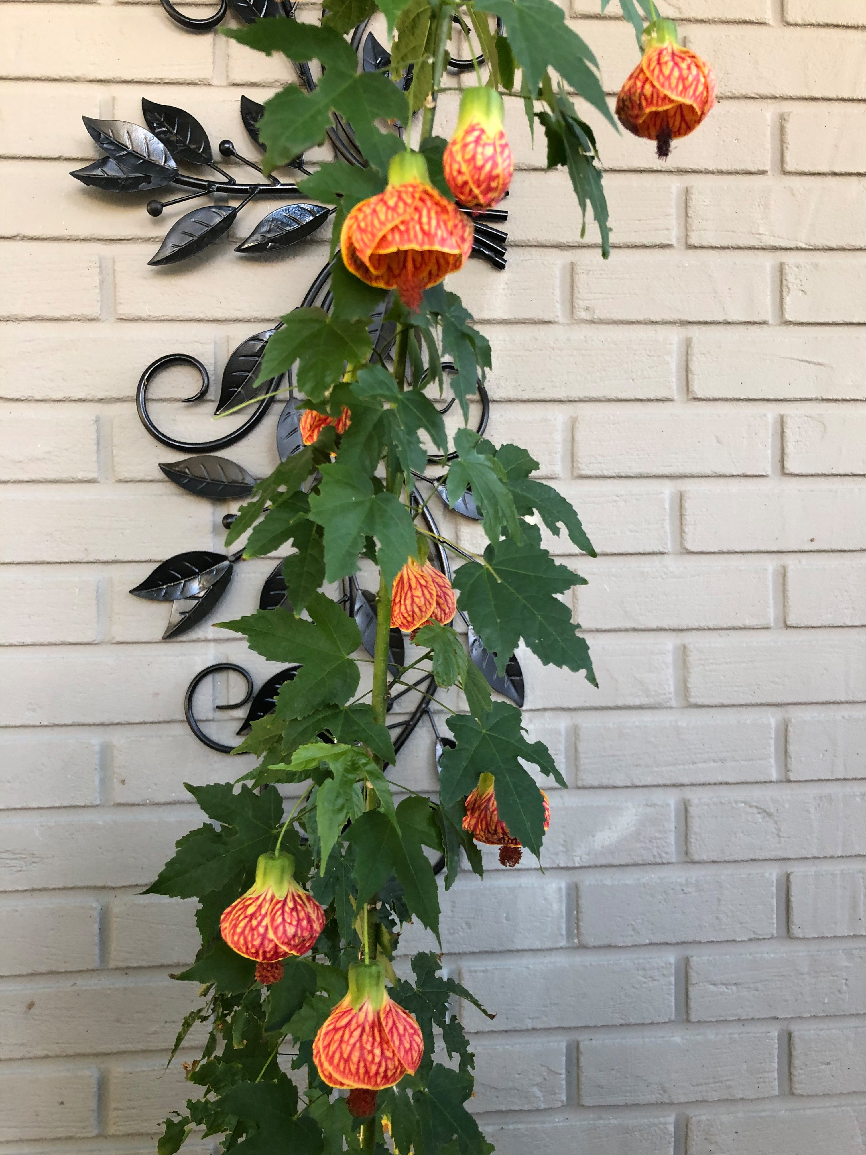 Abutilon 'Red Tiger' (Abutilon hybrid)