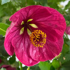 Abutilon ‘Ruby Razzmatazz’