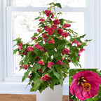 Abutilon ‘Ruby Razzmatazz’