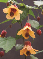 Abutilon ‘Star Sprite’ (Abutilon hybrid)