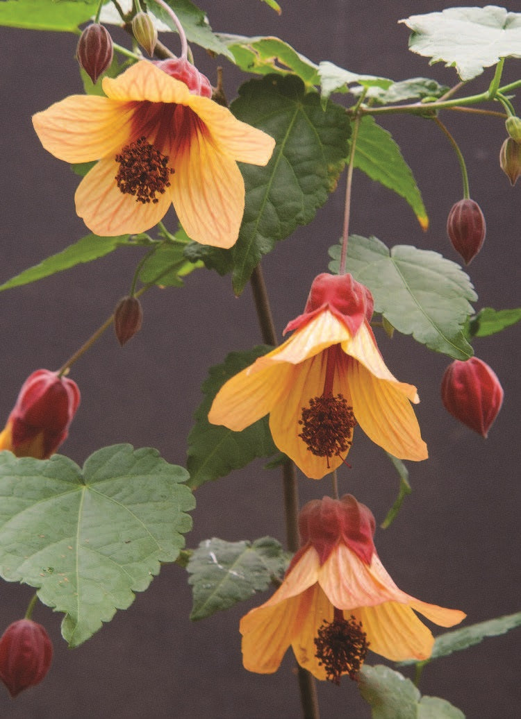 Abutilon ‘Star Sprite’ (Abutilon hybrid)