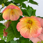 Abutilon ‘Tiger Lily’ (Abutilon hybrid)