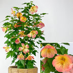 Abutilon ‘Tiger Lily’ (Abutilon hybrid)