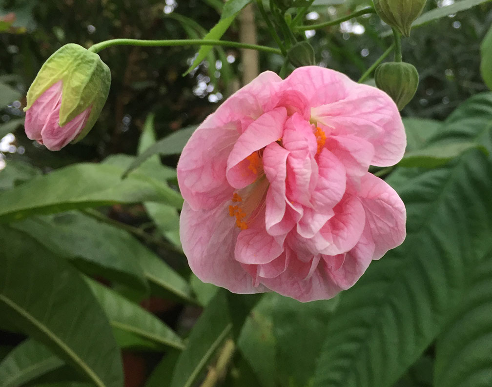 Abutilon 'Victorian Lady' (Abutilon hybrid)