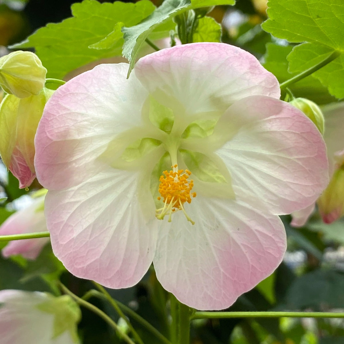Abutilon ‘Wedding Day’ (Abutilon hybrid)