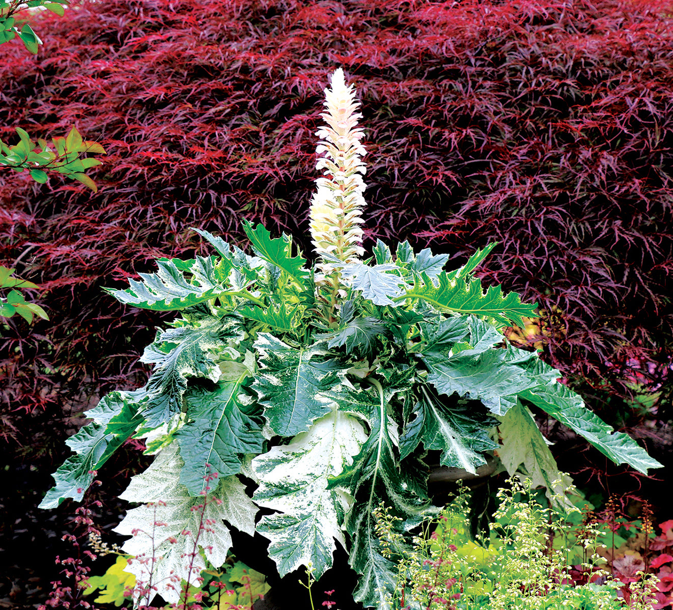 Acanthus ‘Whitewater’ PP (Acanthus hybrid)
