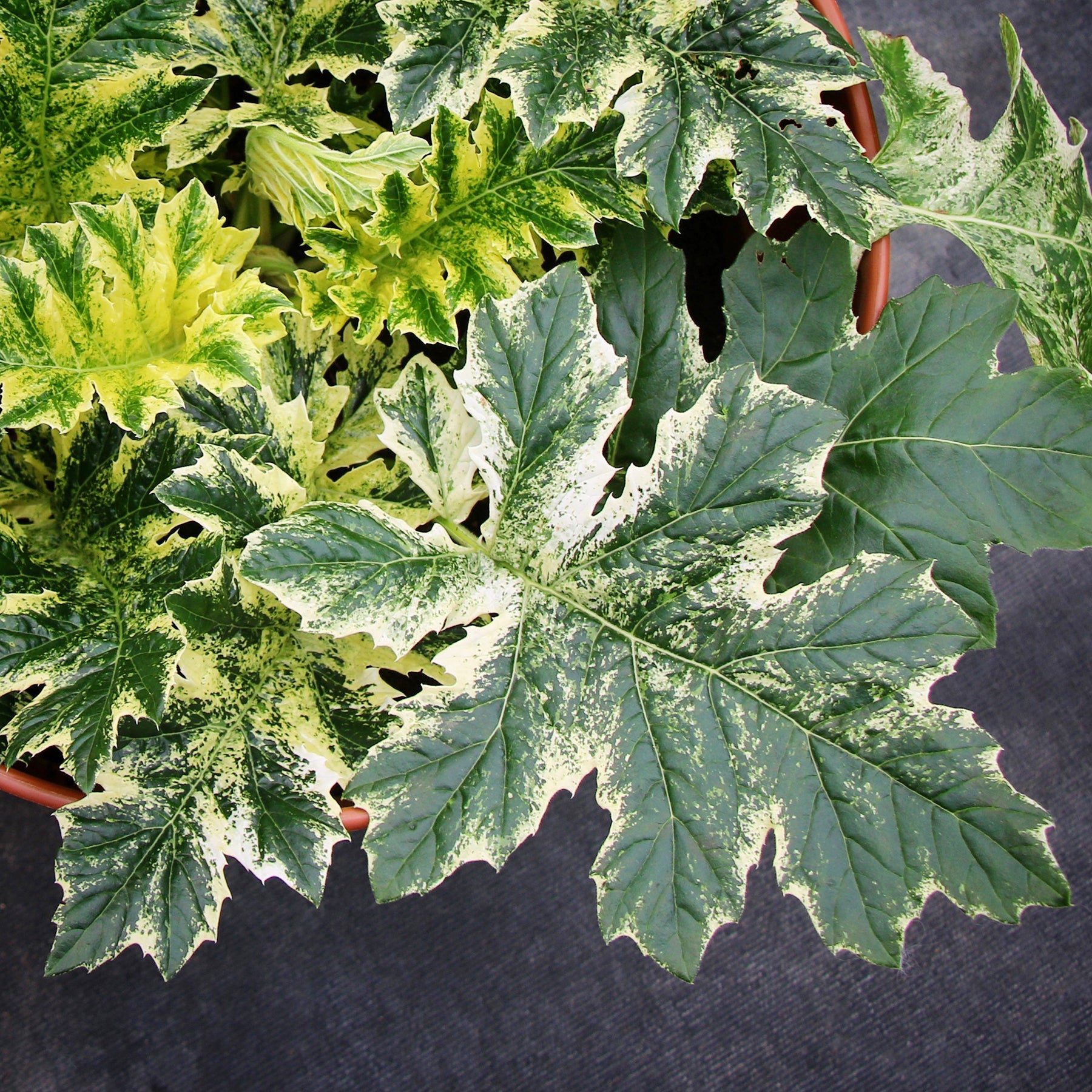 Acanthus ‘Whitewater’ PP (Acanthus hybrid)