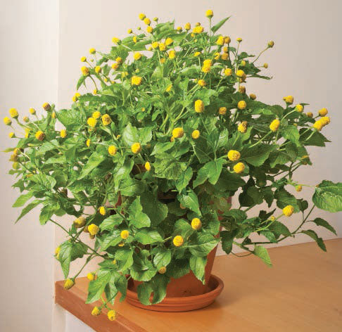 Toothache Plant (Acmella oleracea)