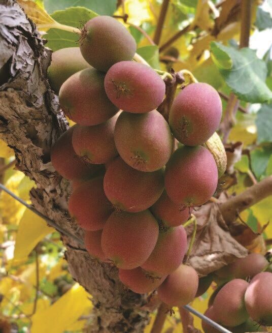Hardy Kiwi Vine ‘Ken’s Red’ Set (Actinidia purpurea x melanandra)