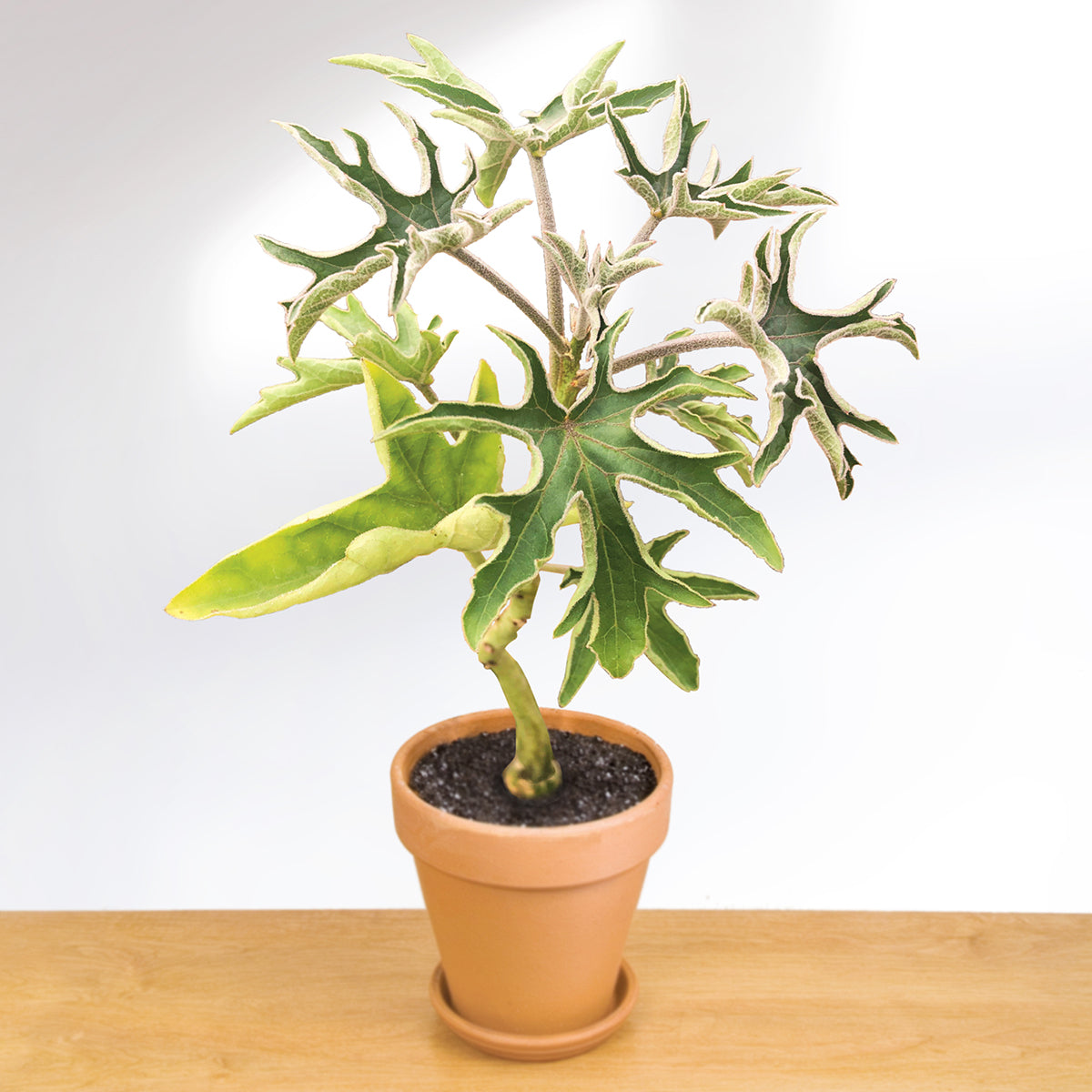 Adenia volkensii (Adenia volkensii)