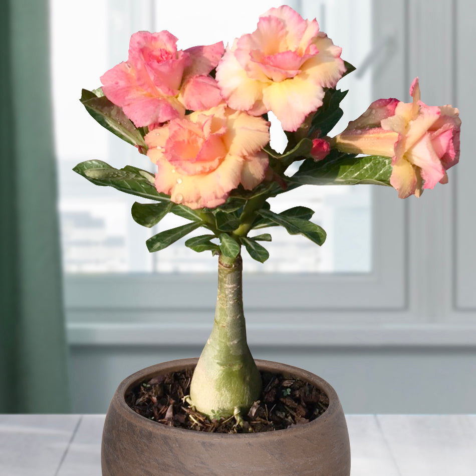 Desert Rose ‘Golden Buddha’ (Adenium hybrid)