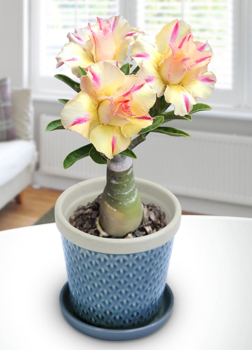 Desert Rose ‘Golden Millionaire’ (Adenium hybrid)