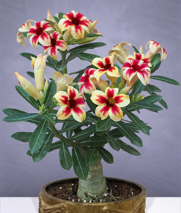 Desert Rose ‘Star Cluster’ (Adenium obesum)