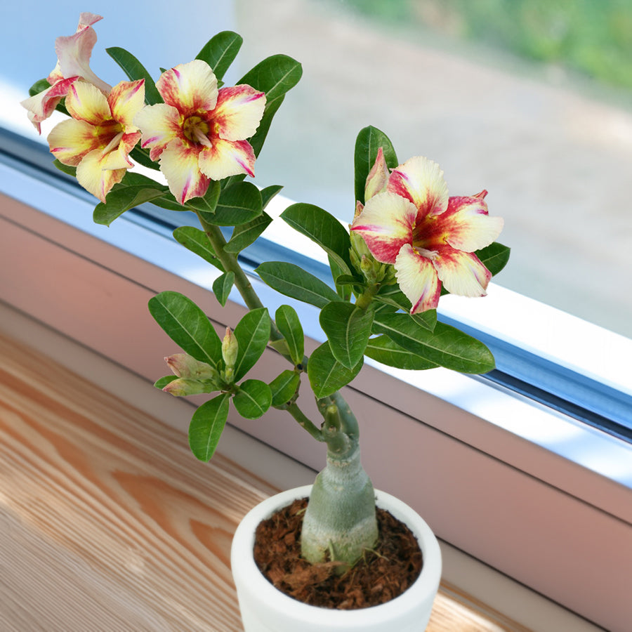Desert Rose ‘Sunrise Glow’ (Adenium hybrid)