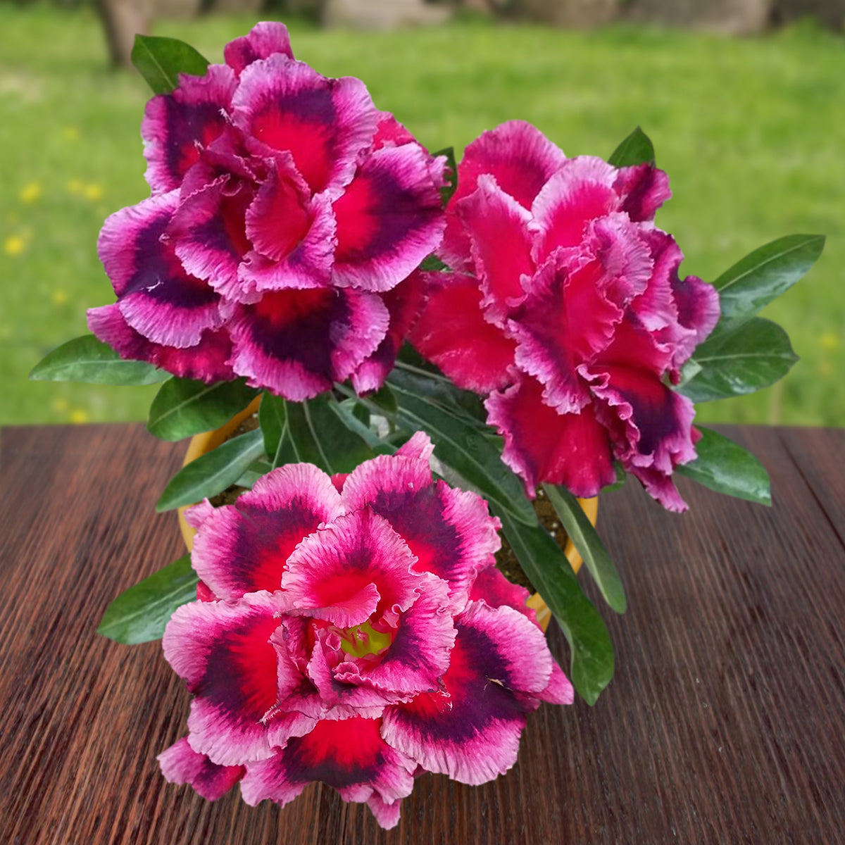 Desert Rose ‘Swan and Dragon’ (Adenium hybrid)