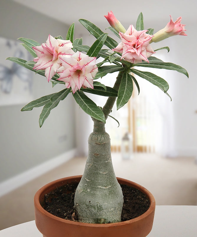 Desert Rose ‘Arrow’ (Adenium hybrid)