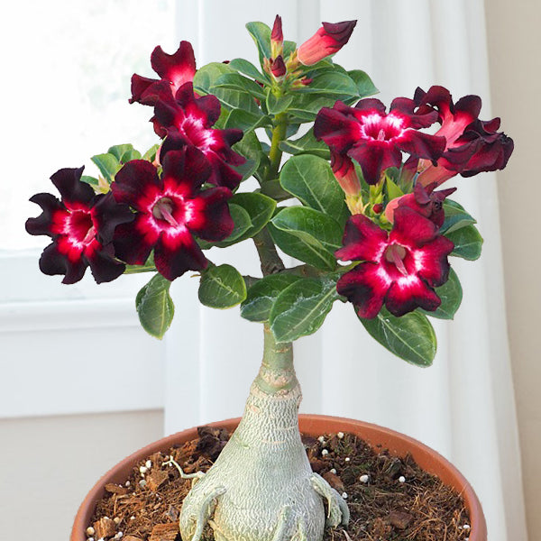 Desert Rose ‘Burgundy Sunrise’ (Adenium hybrid)