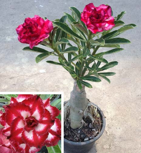 Desert Rose ‘Chai Lai’ (Adenium hybrid)