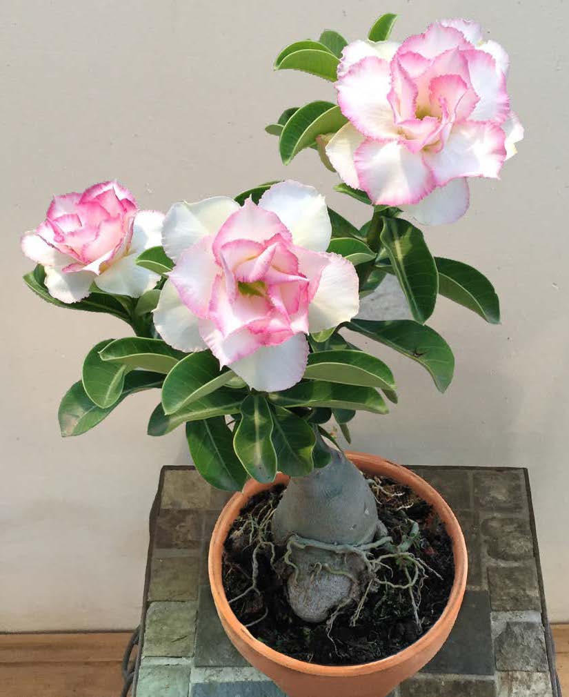 Desert Rose ‘Chandra’ (Adenium hybrid)