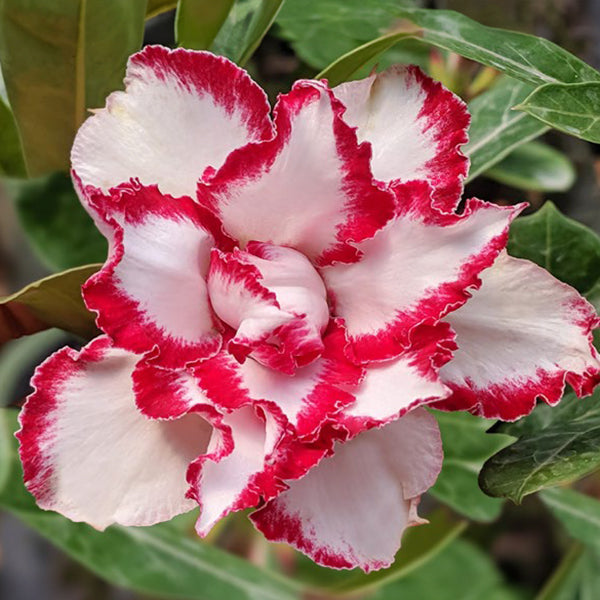 Desert Rose 'Ferrari'