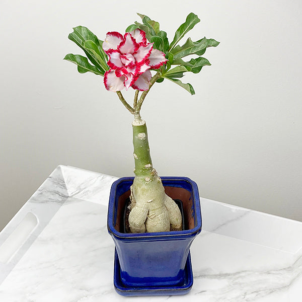 Desert Rose 'Ferrari' plant in pot