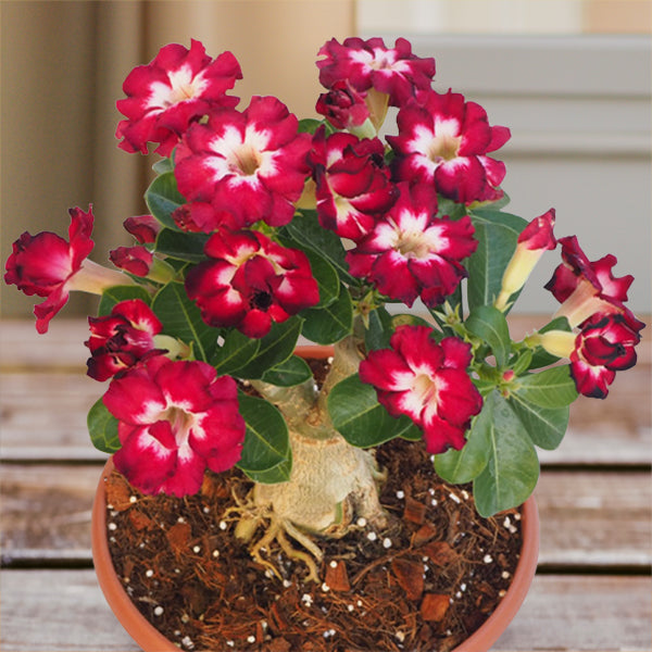 Desert Rose ‘Fiery Star’ (Adenium hybrid)