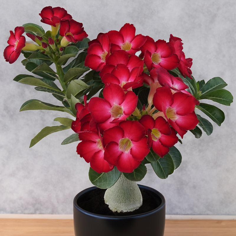 Desert Rose ‘Floribunda Dark Red’ (Adenium hybrid)