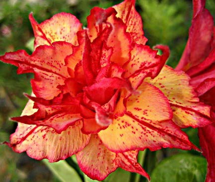Desert Rose ‘Golden Carrot’ (Adenium obesum hybrid)