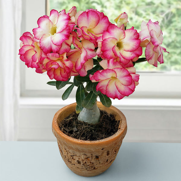 anthurium hearts desire Desert Rose 'Heart's Desire' For Sale – Logee's Plants