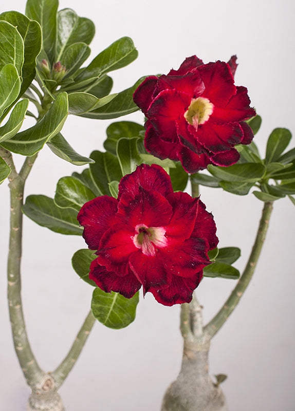 Desert Rose ‘Immortality 2’ (Adenium hybrid)