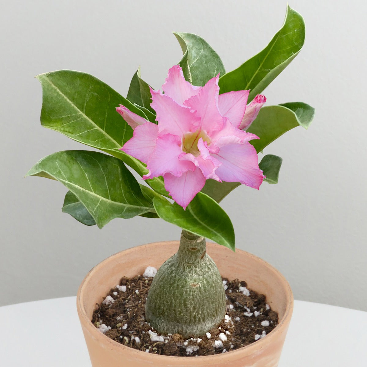 Desert Rose ‘Innocent Glow’ (Adenium hybrid)