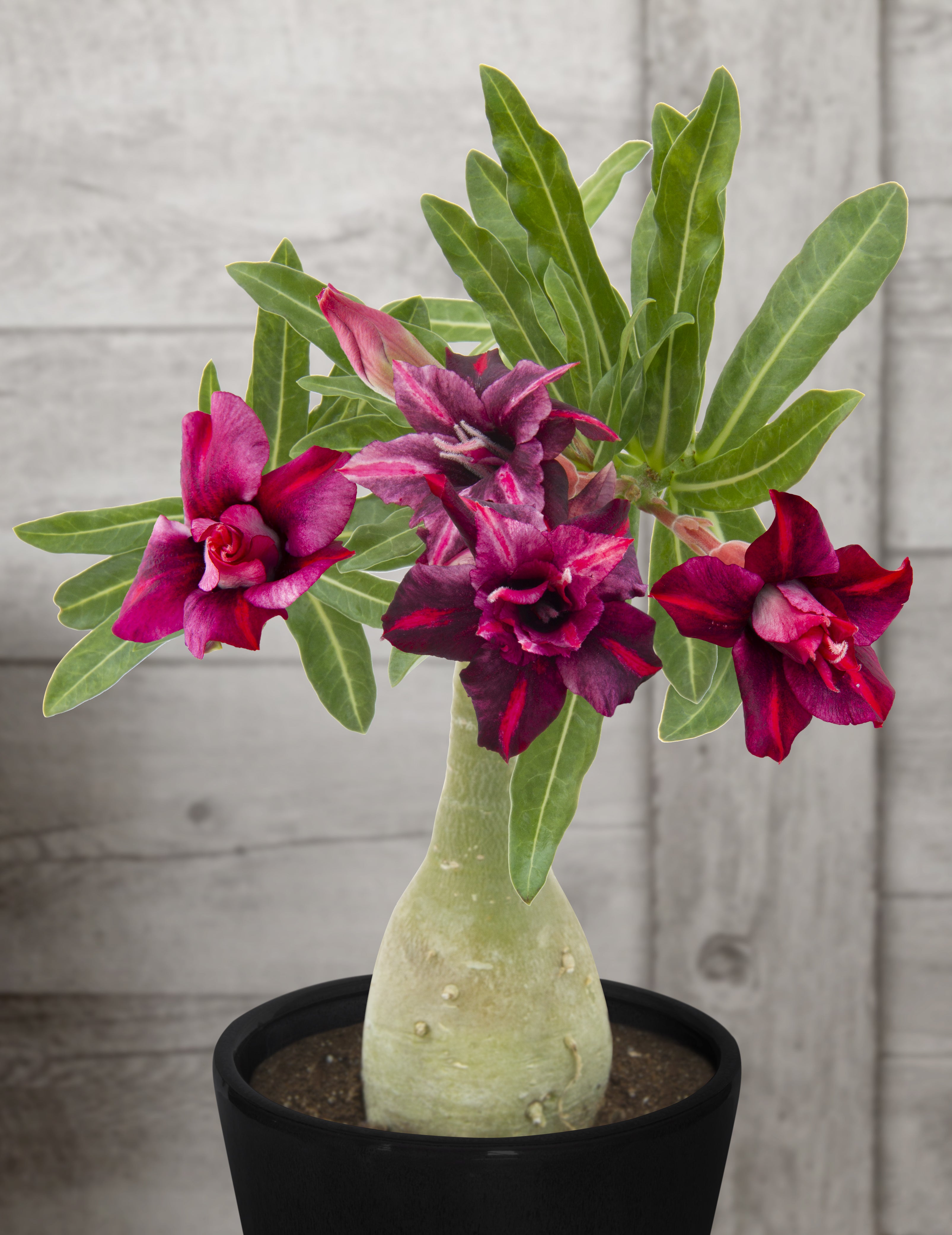 Desert Rose ‘King of Purple’ (Adenium hybrid)