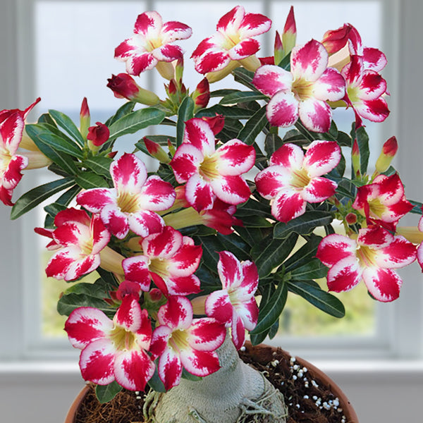 Desert Rose ‘Little Panda’ (Adenium hybrid)