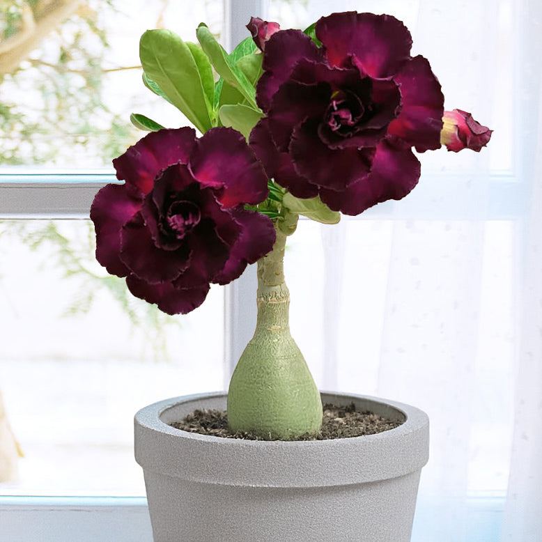 Desert Rose ‘Merlot’ (Adenium hybrid)