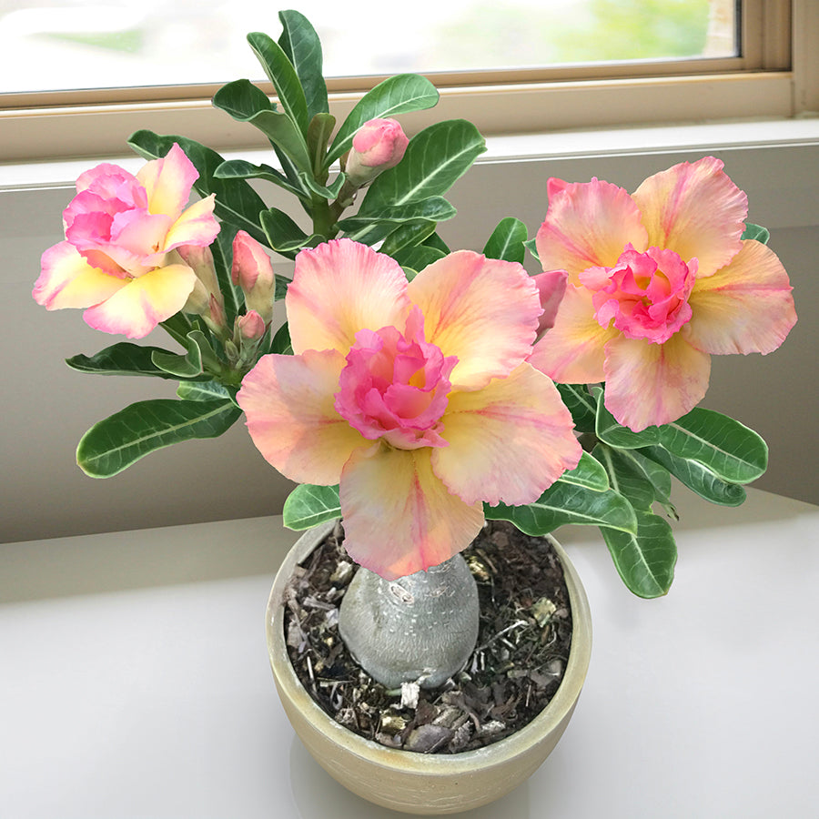 Desert Rose ‘Peach’ (Adenium hybrid)