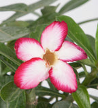 Desert Rose ‘Red Picotee’ (Adenium obesum)