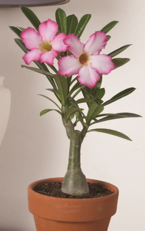 Desert Rose ‘Pink’ (Adenium obseum)