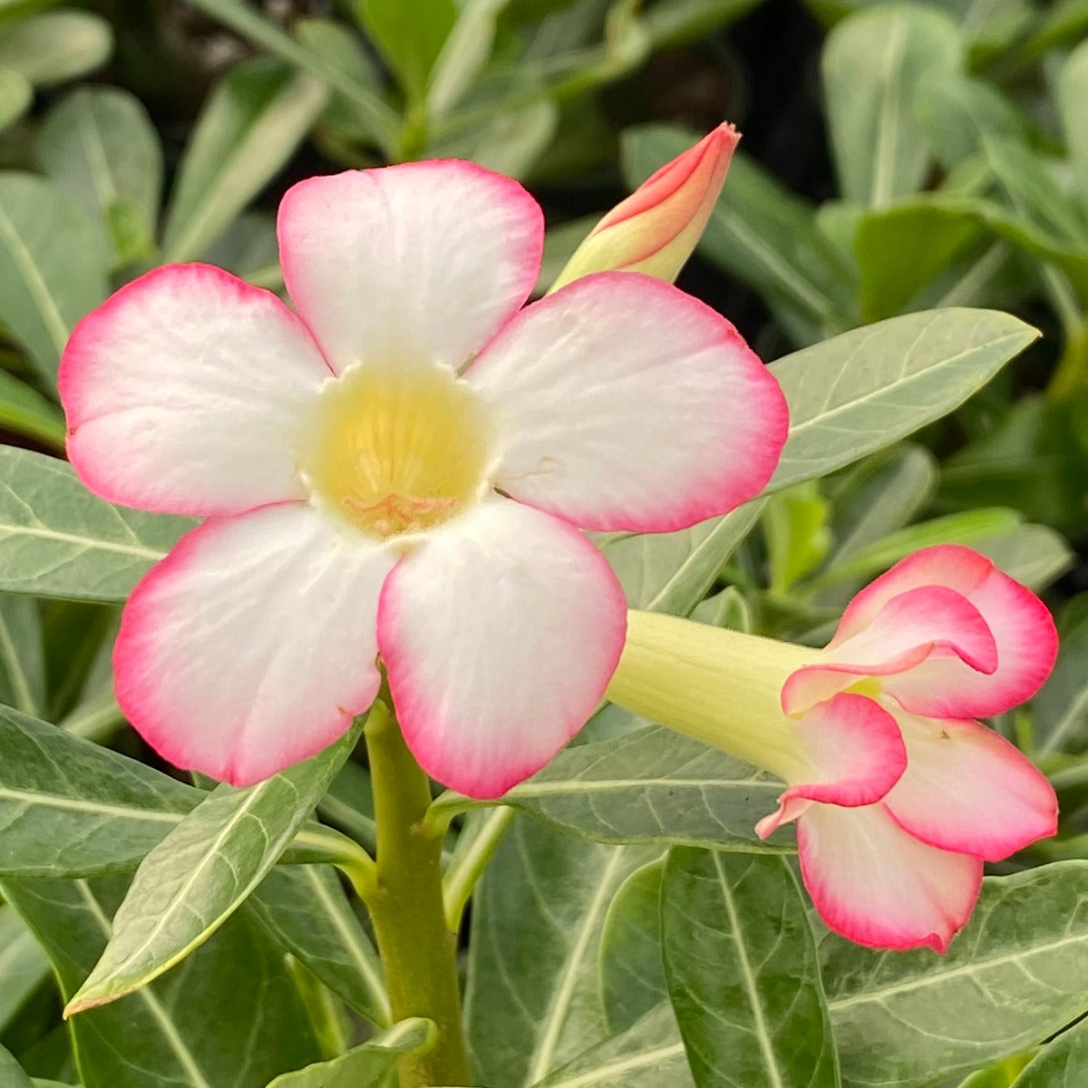Desert Rose ‘Pink Picotee’ (Adenium obesum)