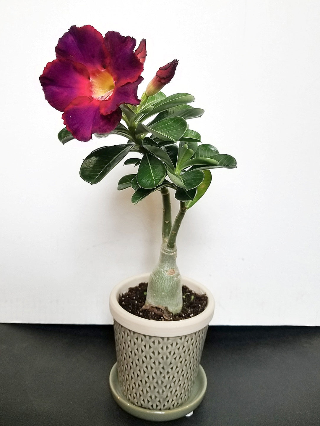 Desert Rose ‘Plum Beauty’ (Adenium obesum)