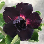 Desert Rose ‘Purple Immortality’ (Adenium hybrid)